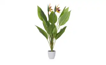 Strelitzia getopft