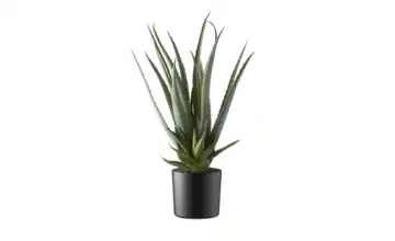 Aloe getopft