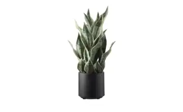 Sansevieria getopft