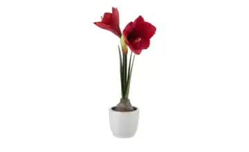 Amaryllis getopft