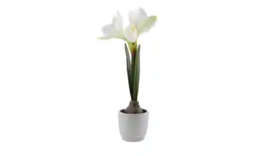 Amaryllis getopft Weiß
