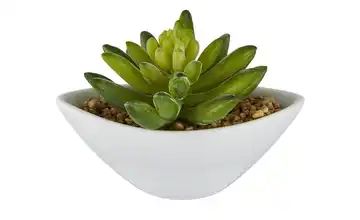 Sedum in Keramiktopf