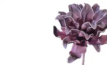 Soft Flower