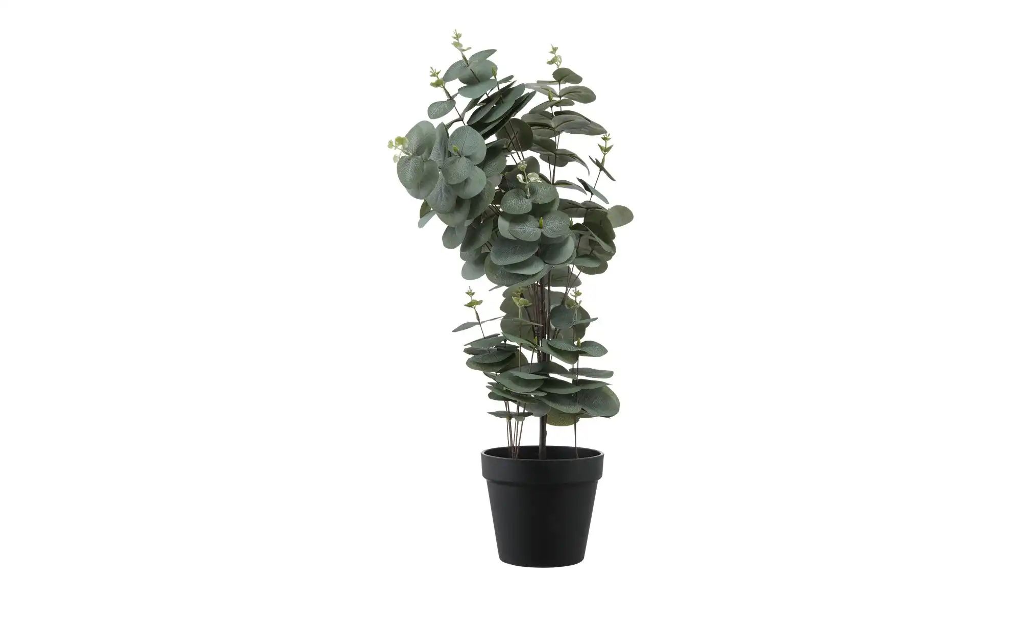 monstera temperatura minima Monstera Minima Care main image 1